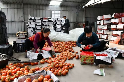 寿光稻田镇西丹河村有机肥种植番茄,入选全国名特优新农产品名录