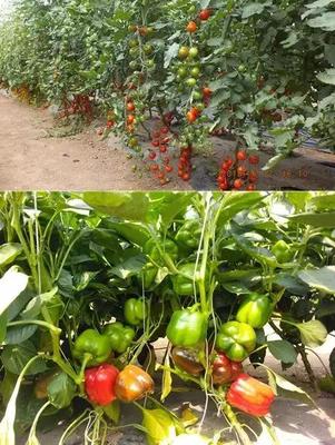 北京市蔬菜生态标准园品牌推介丨北京东升农业、北京慧田蔬菜种植合作社