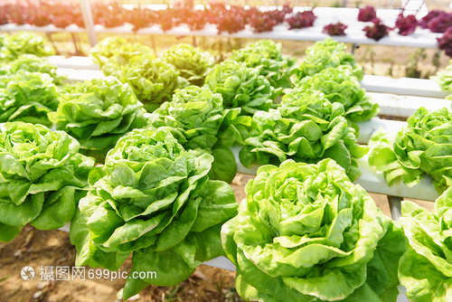 温室有机蔬菜水养系统在花园种植的绿色生菜沙拉